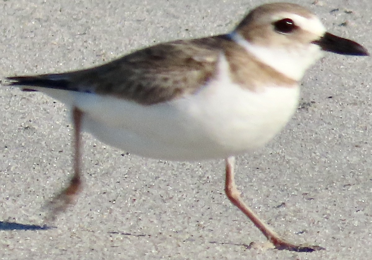 Piping Plover - ML617318653