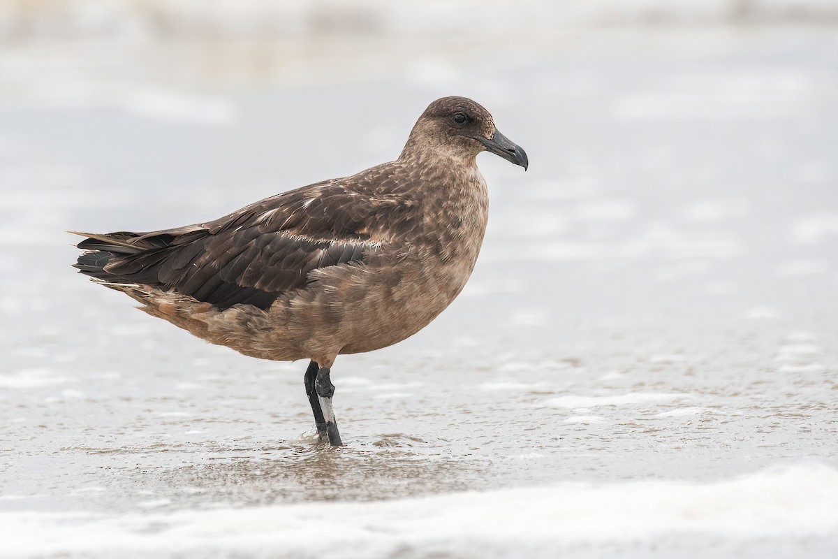 Chilean Skua - Raphael Kurz -  Aves do Sul