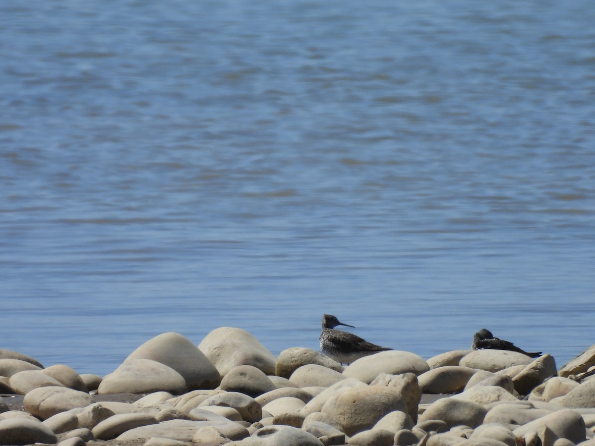 Lesser Yellowlegs - ML617318665