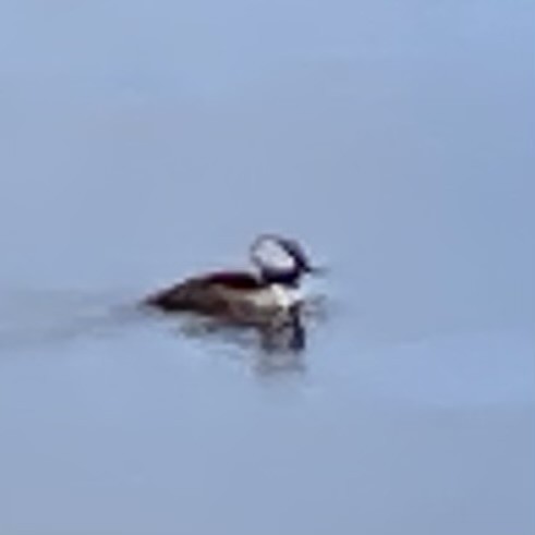 Hooded Merganser - ML617318682