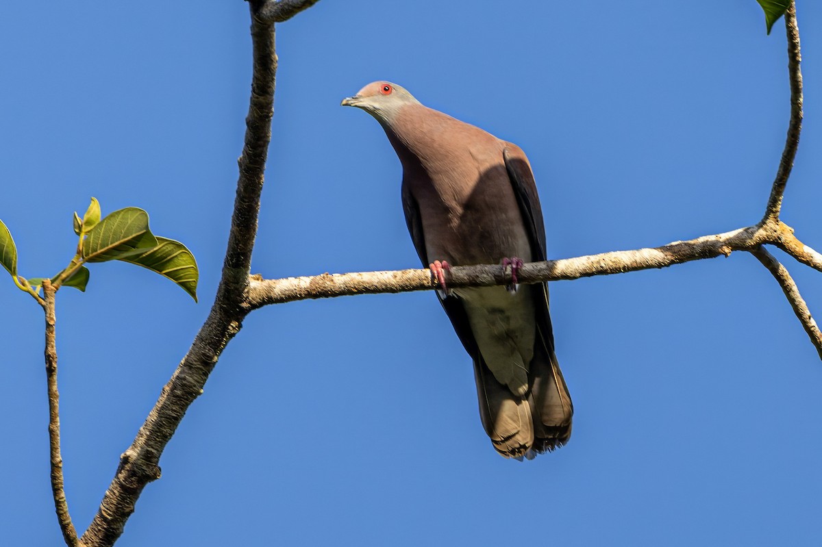 Pale-vented Pigeon - Sandy & Bob Sipe