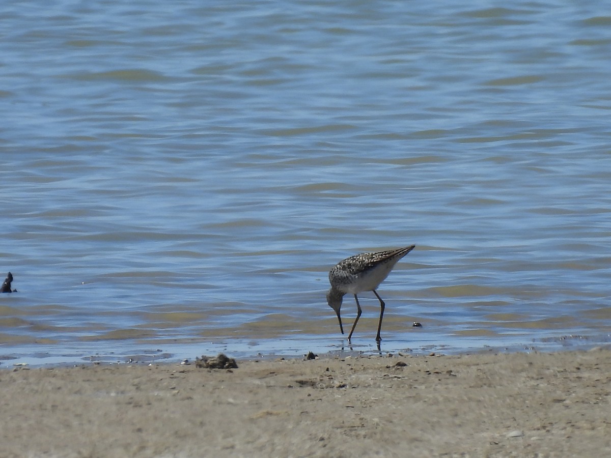 Lesser Yellowlegs - ML617318723