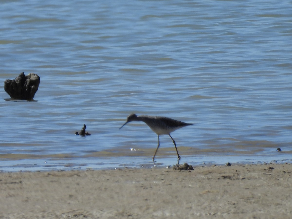 Lesser Yellowlegs - ML617318738