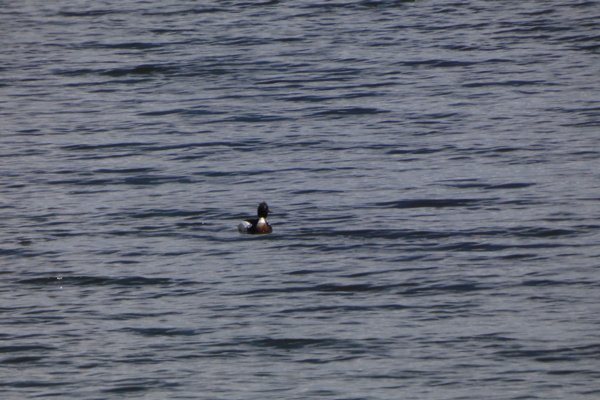 Red-breasted Merganser - ML617318763