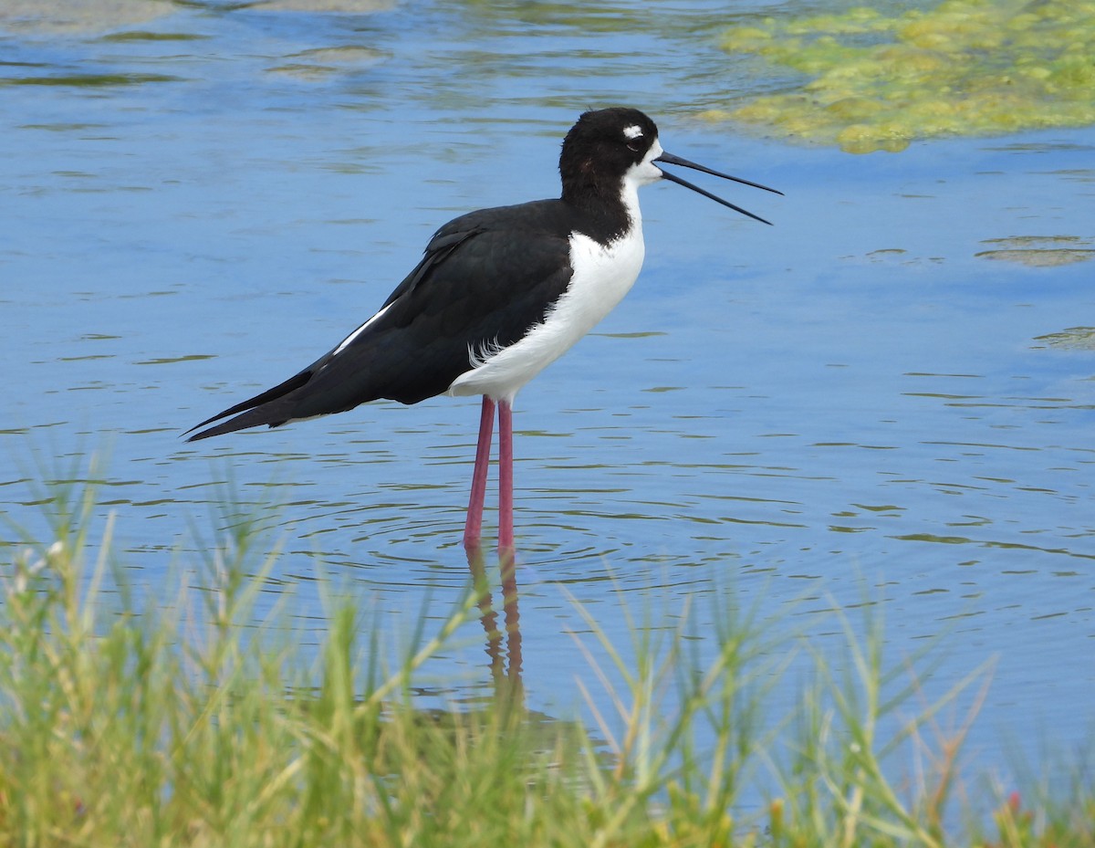 Black-necked Stilt - ML617318805