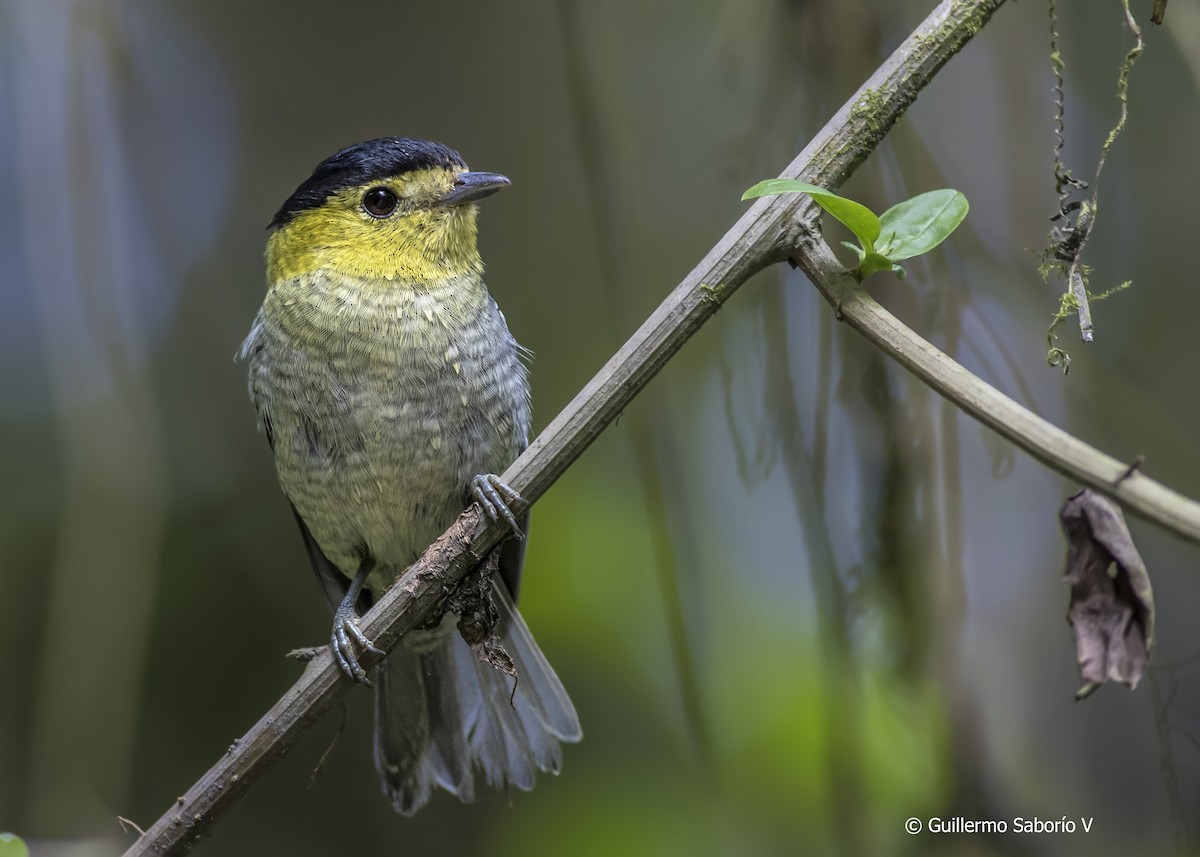 Barred Becard - Guillermo Saborío Vega