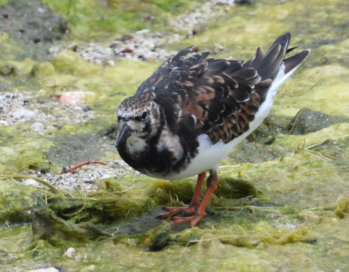 Ruddy Turnstone - ML617318823