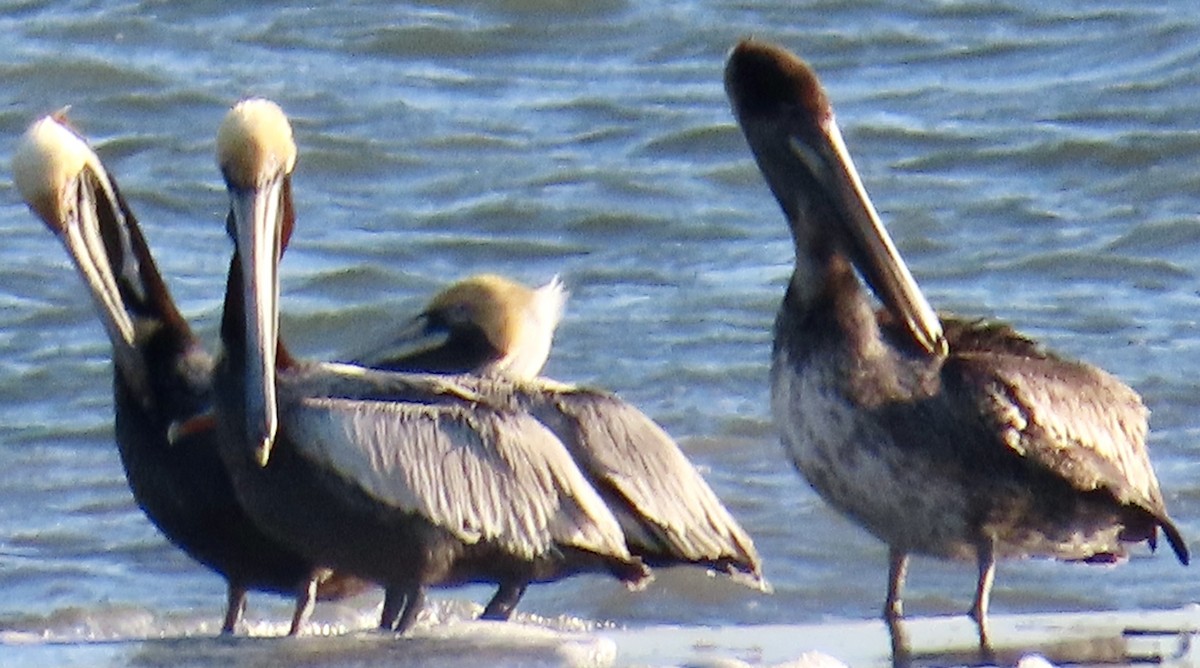 Brown Pelican - ML617318895