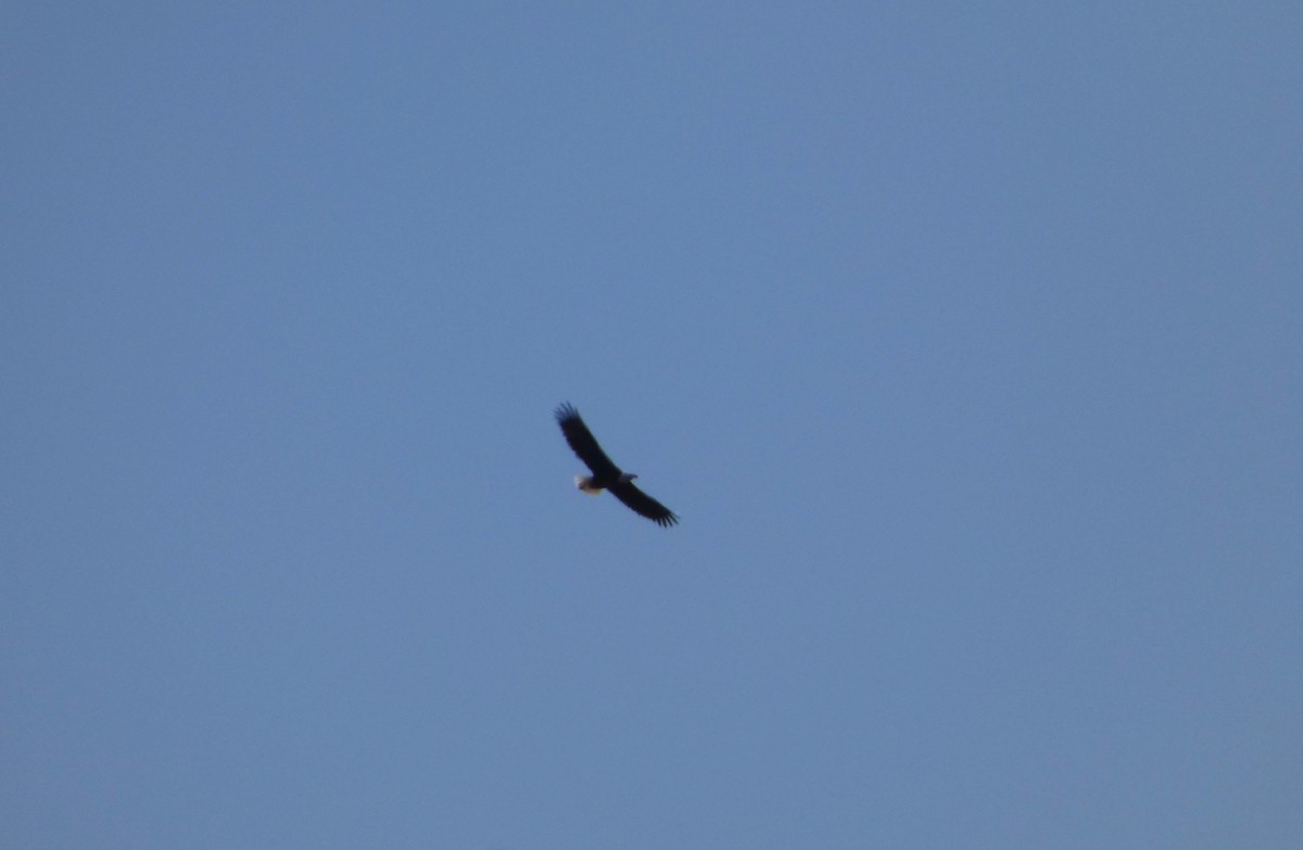 Bald Eagle - ML617318901