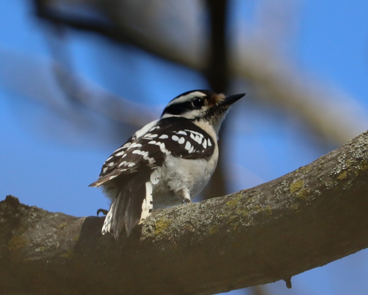 Downy Woodpecker - ML617318953