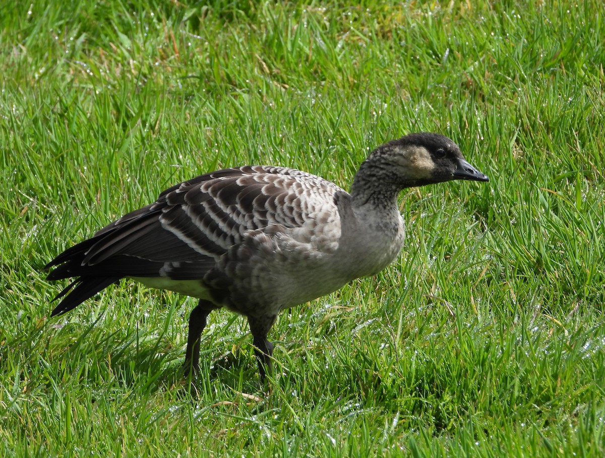 Hawaiian Goose - Wayne Palsson