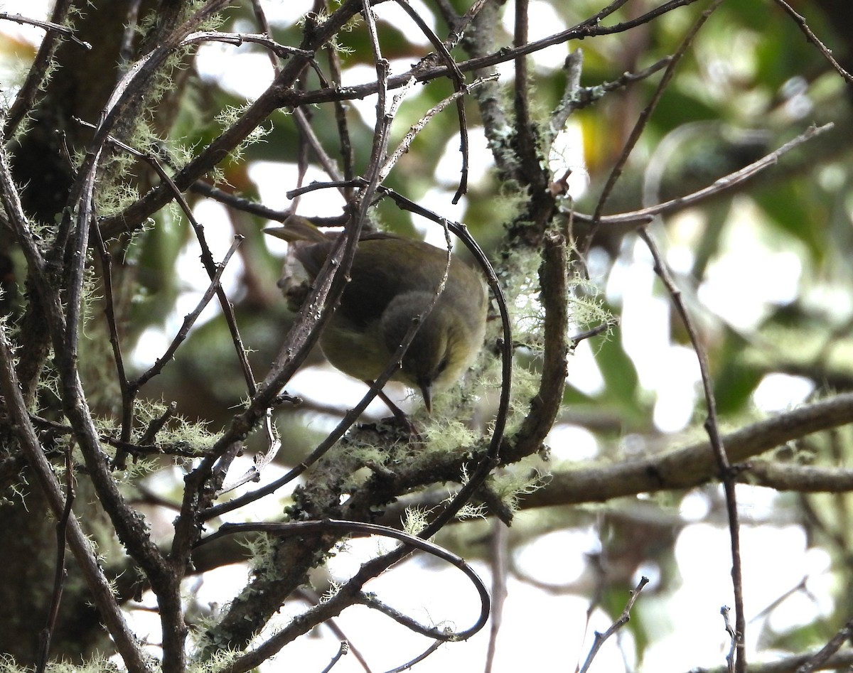 Hawaii Creeper - ML617319074