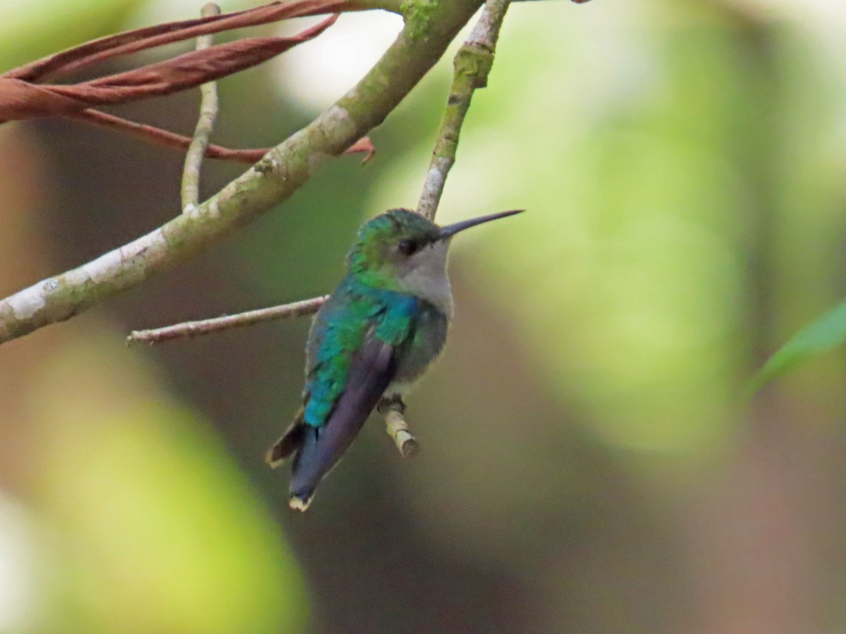 hummingbird sp. - ML617319117