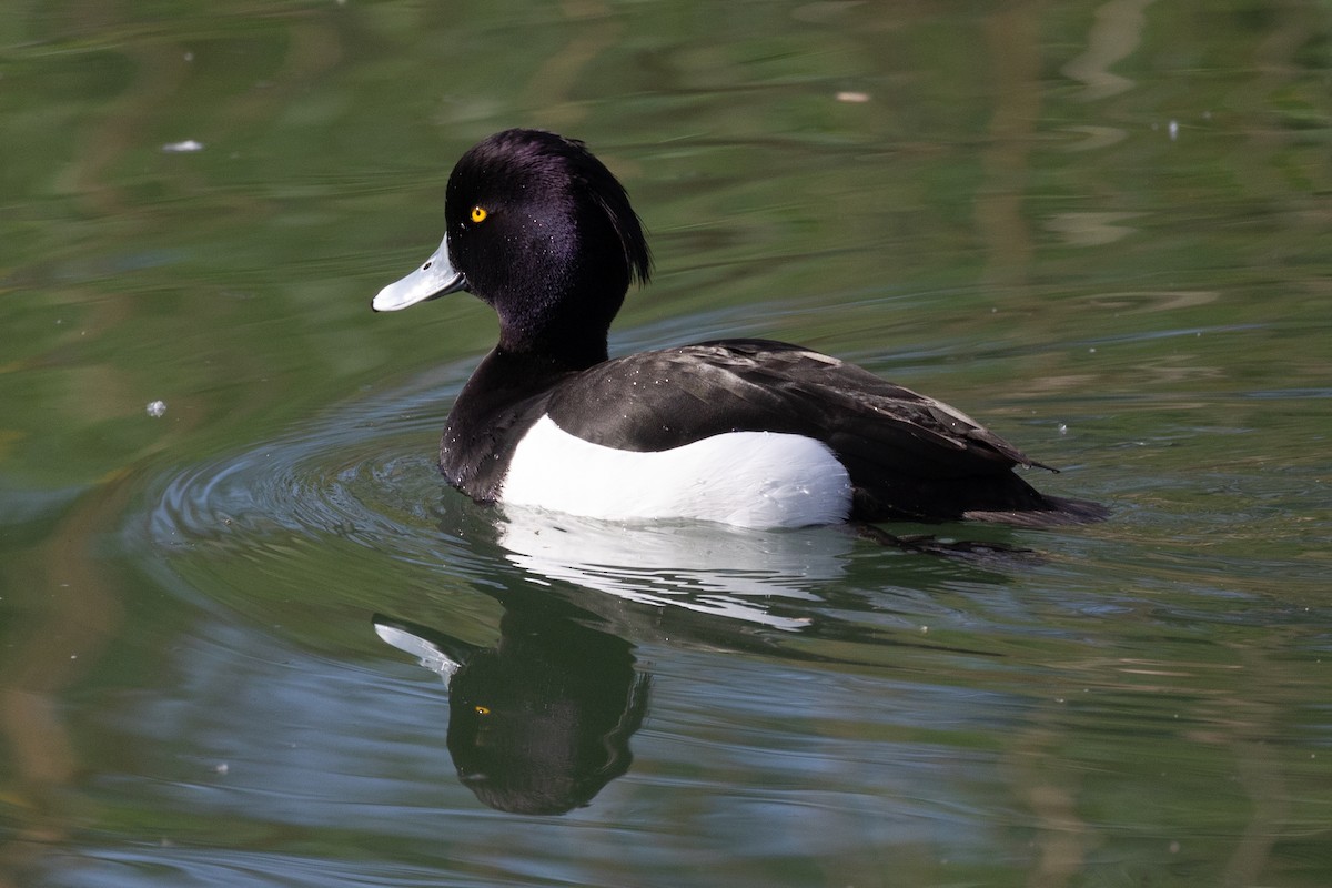 Tufted Duck - ML617319126