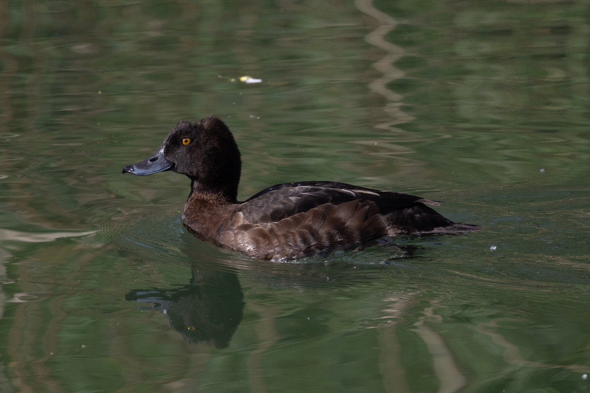 Tufted Duck - ML617319127