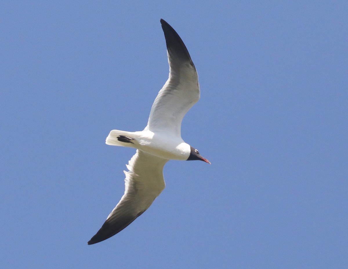 Laughing Gull - ML617319134