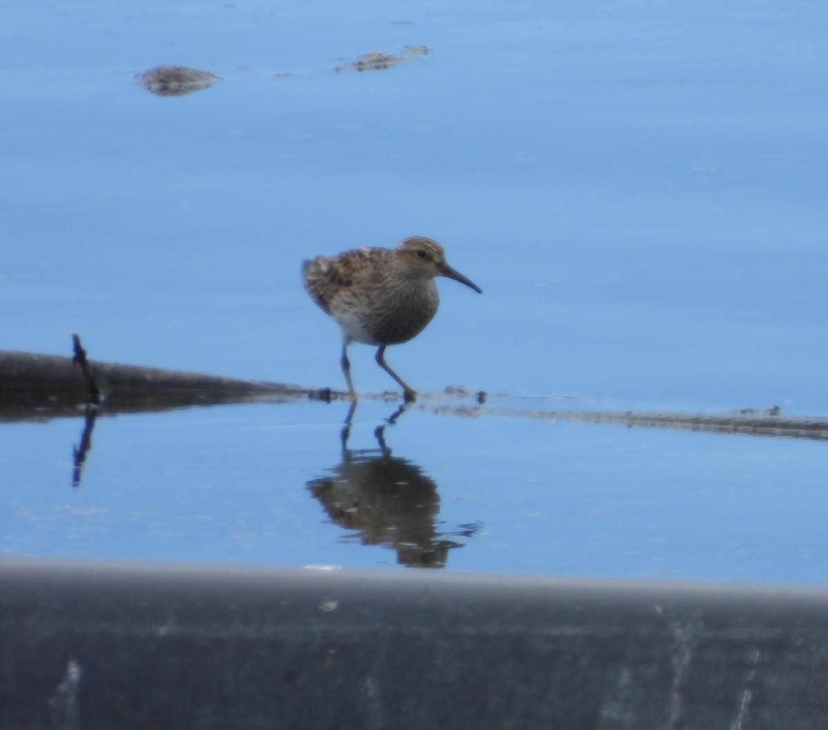 Pectoral Sandpiper - Wayne Palsson