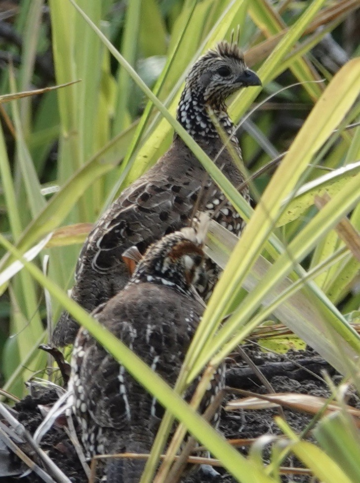 Crested Bobwhite - Judith White