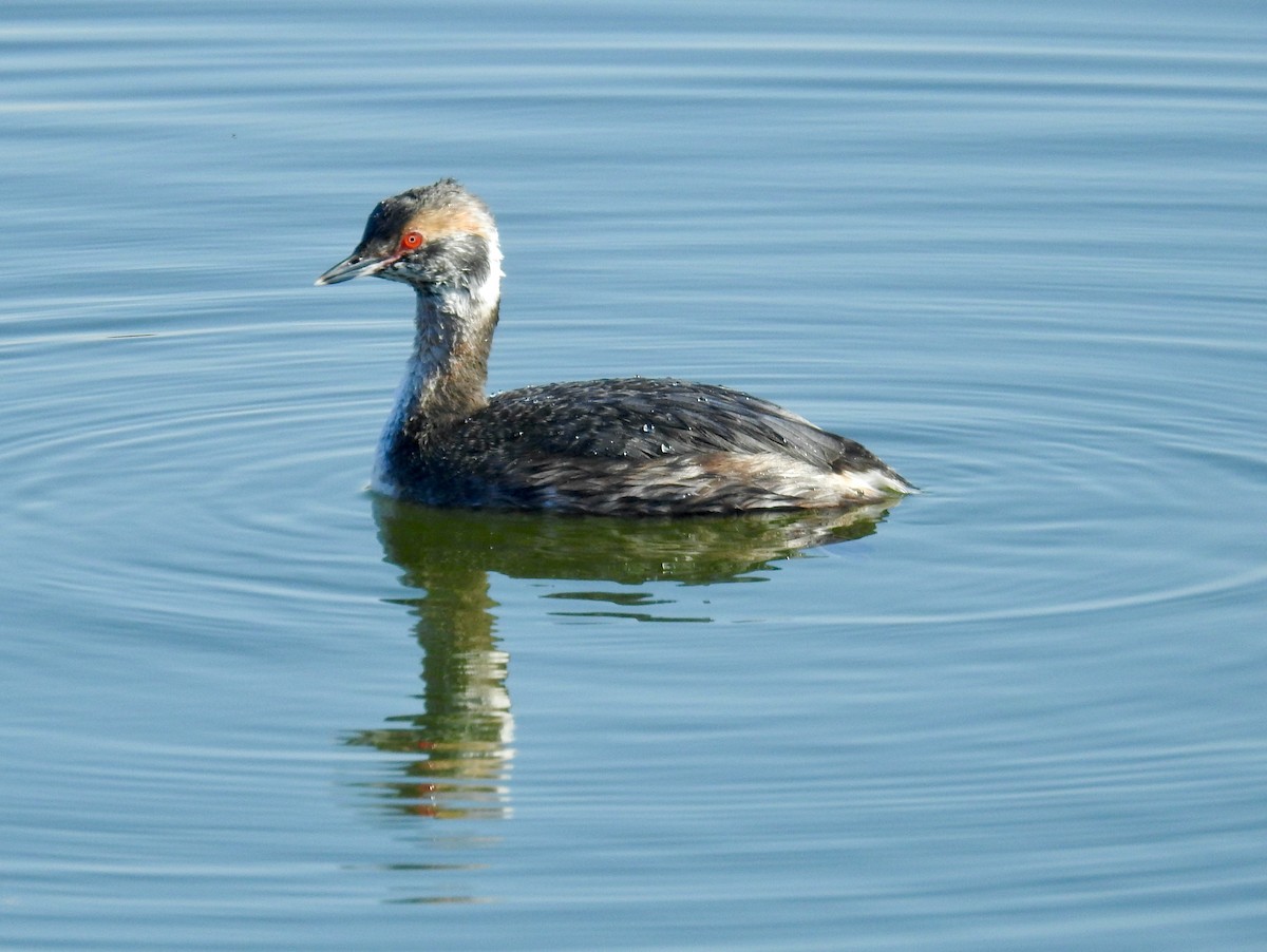 Horned Grebe - ML617319176