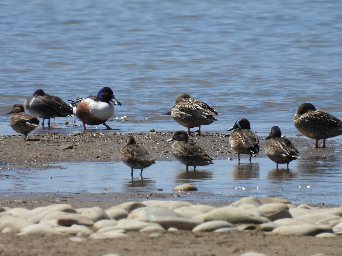 Blue-winged Teal - Dionne Adkison