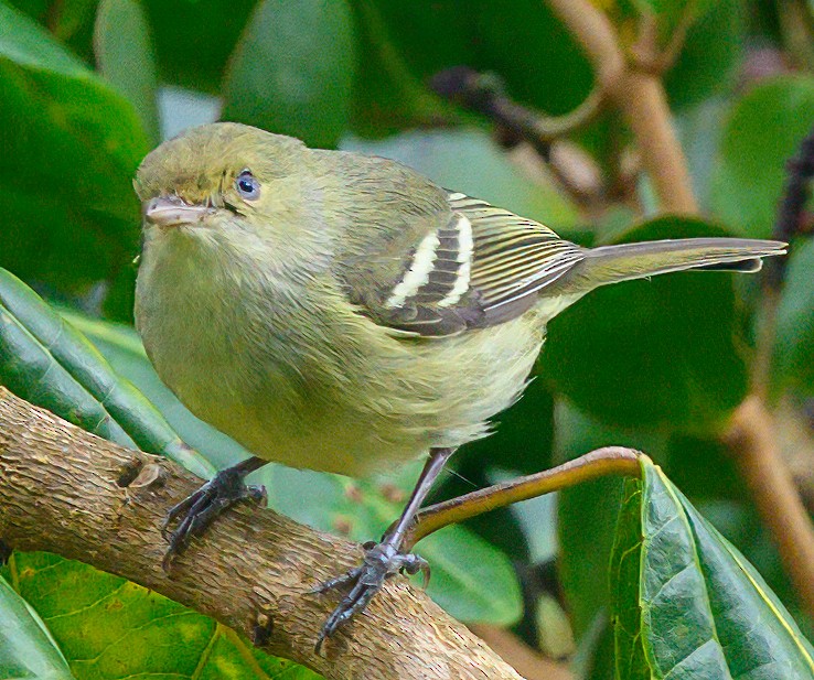 Jamaican Vireo - Lea Schellhous