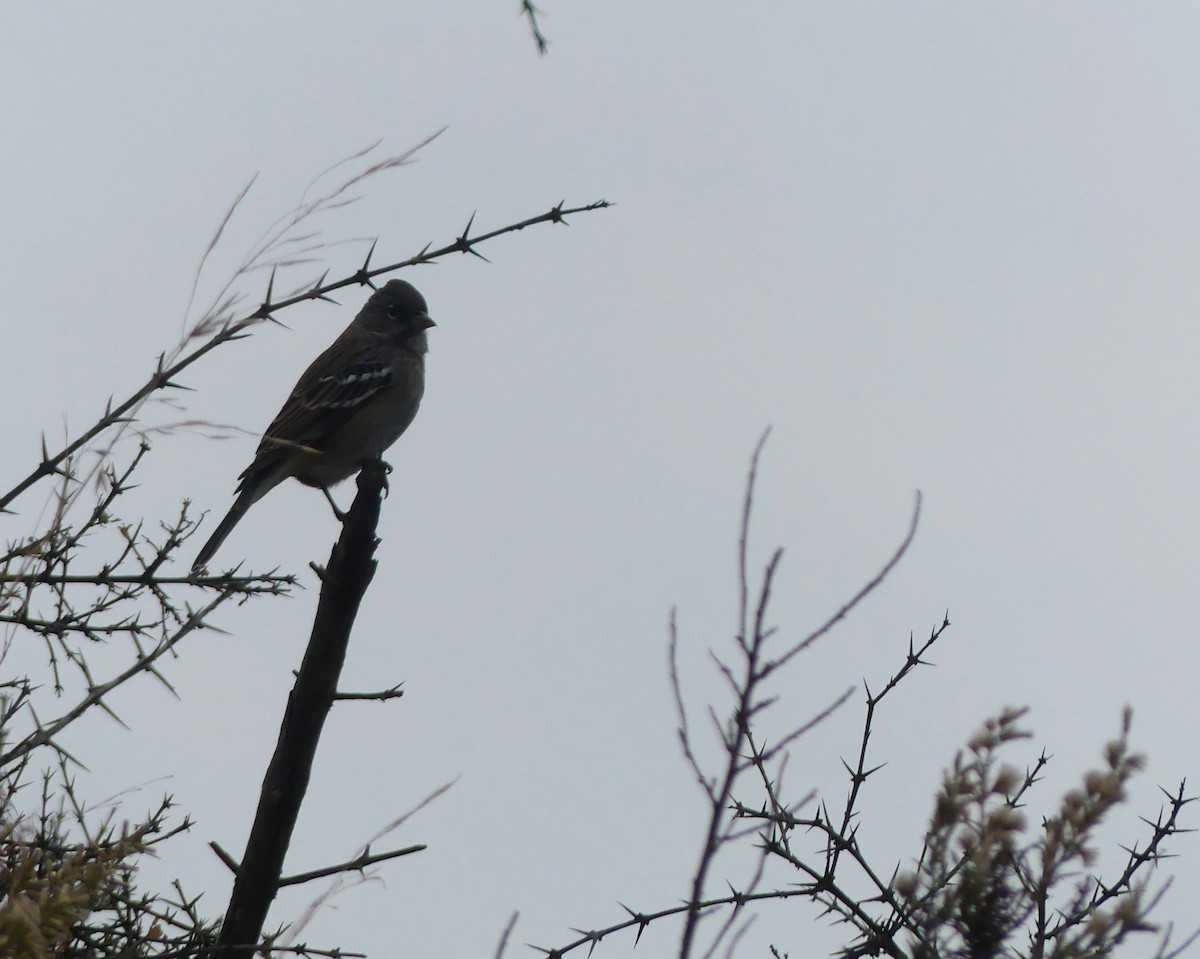 Mourning Sierra Finch - ML617319227