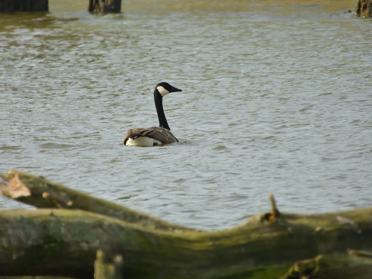 Canada Goose - Dennis op 't Roodt