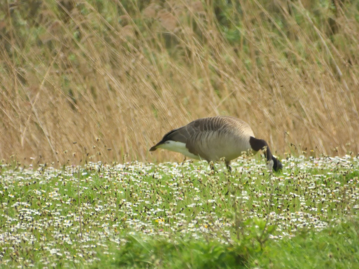 Canada Goose - ML617319251