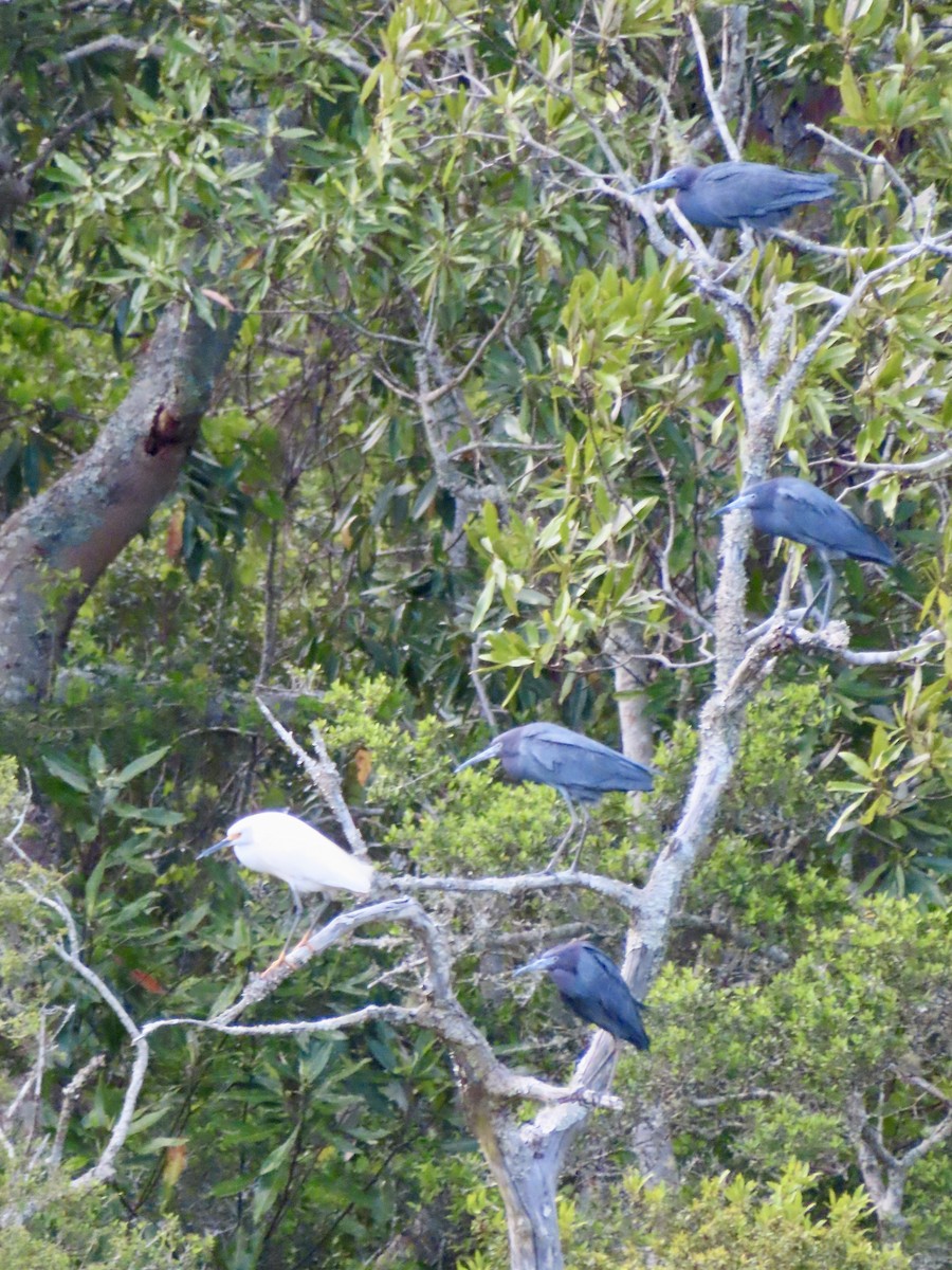 Little Blue Heron - ML617319255