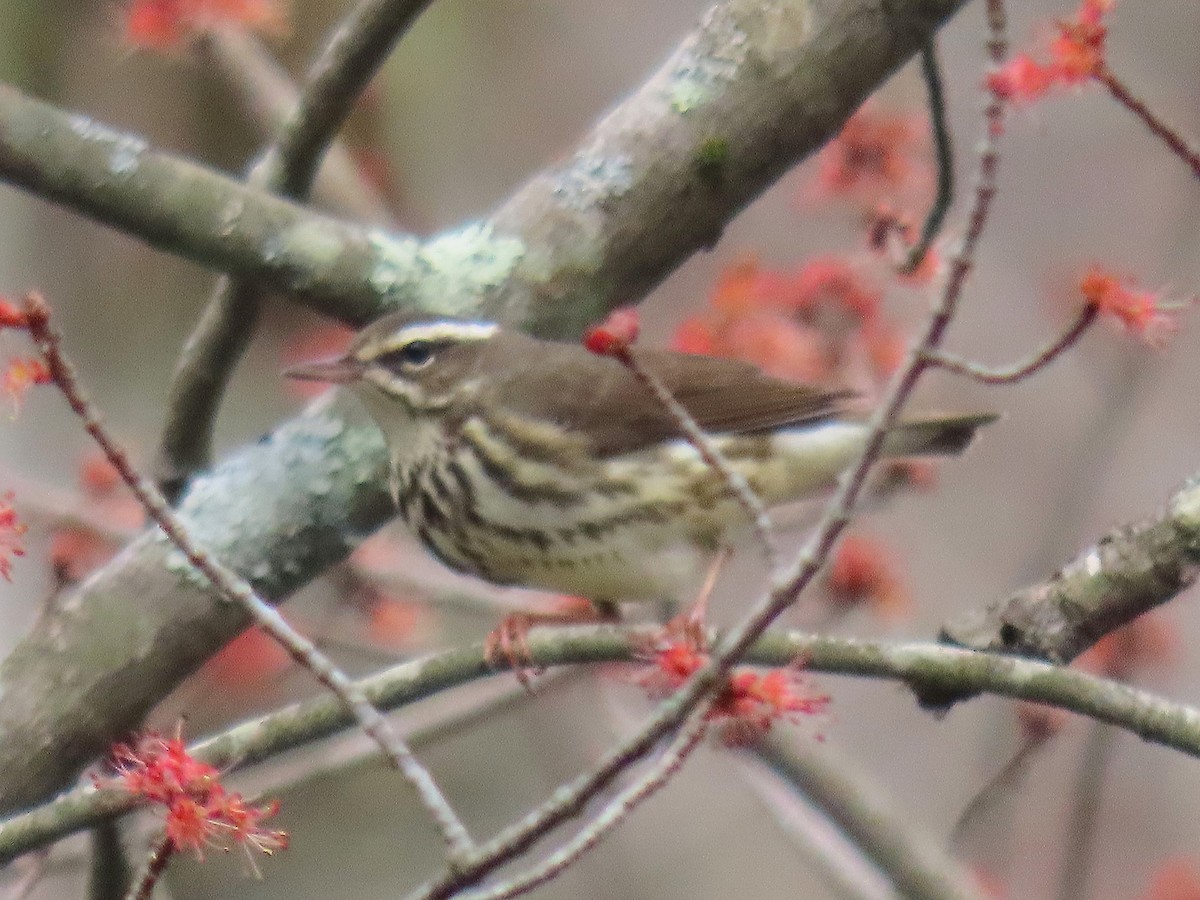 Louisiana Waterthrush - Edward Kittredge