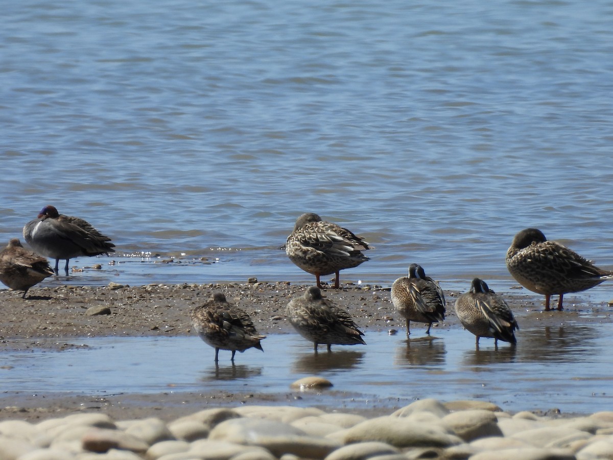 Green-winged Teal - ML617319271