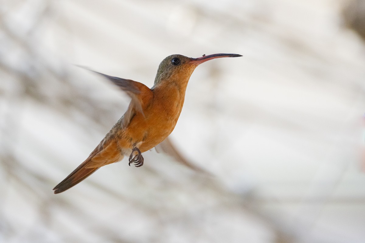 Cinnamon Hummingbird - ML617319296