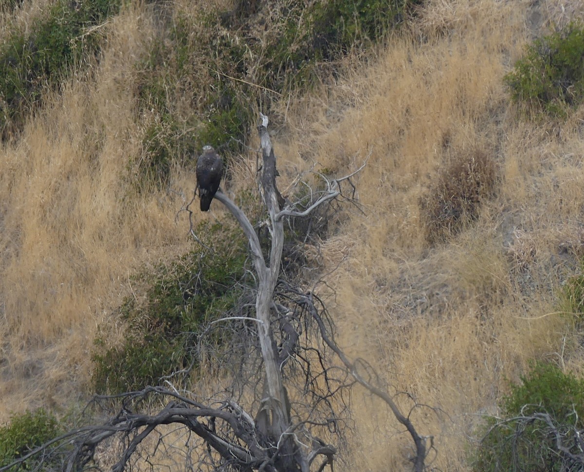 Black-chested Buzzard-Eagle - ML617319321