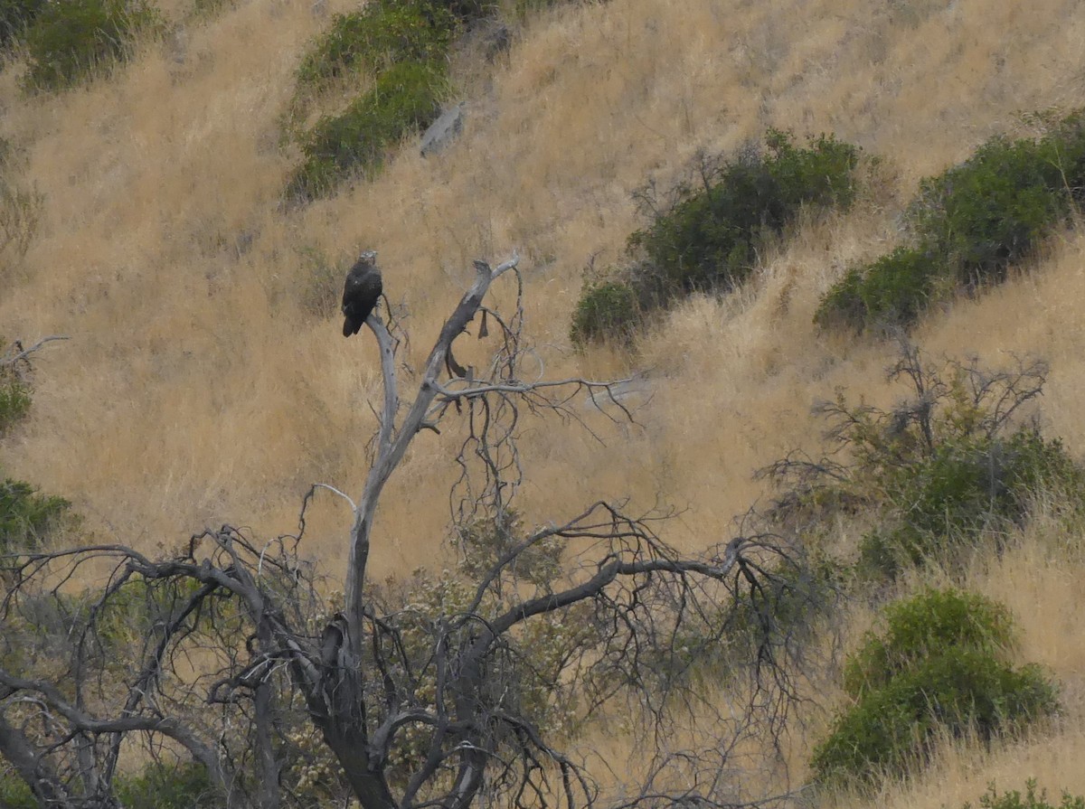 Black-chested Buzzard-Eagle - ML617319323