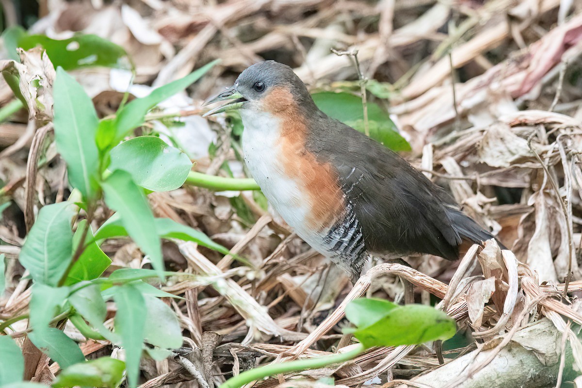 Rufous-sided Crake - ML617319340