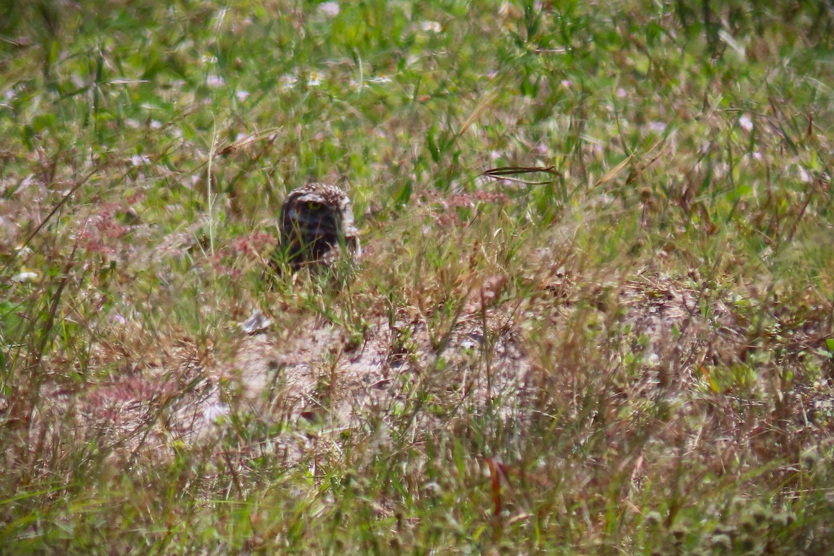 Burrowing Owl - ML617319346