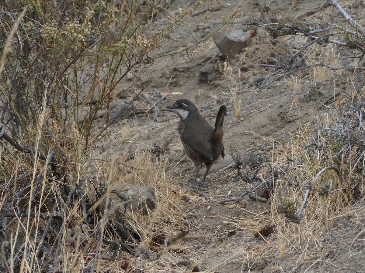 Weißbarttapaculo - ML617319356