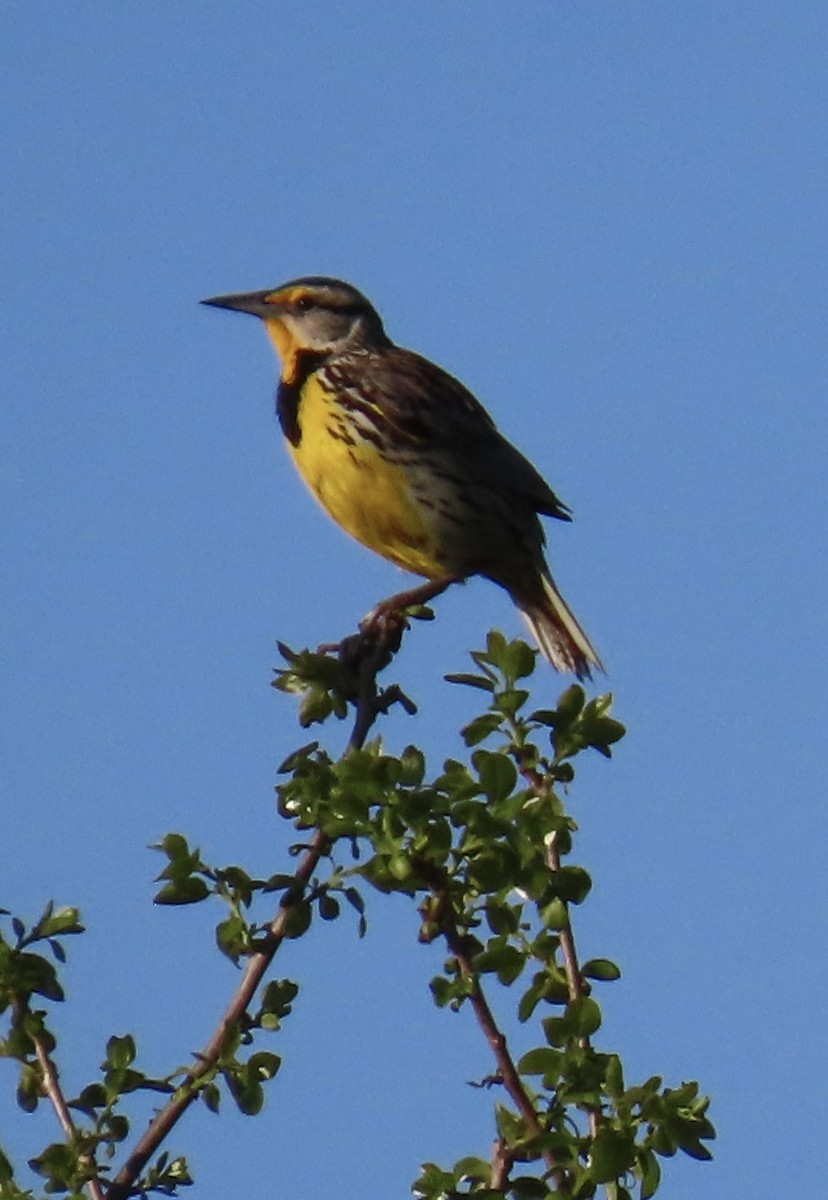 Eastern Meadowlark - ML617319379