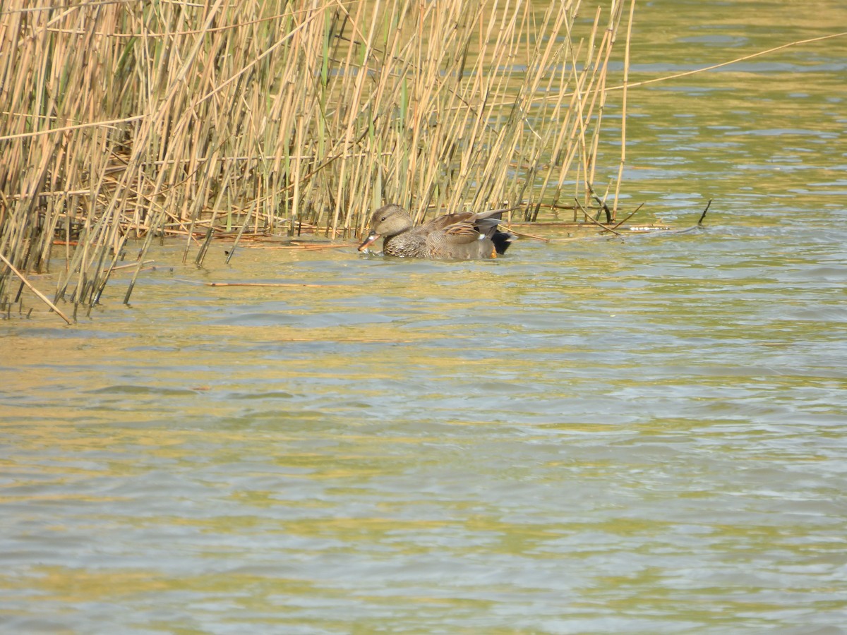 Gadwall - ML617319429