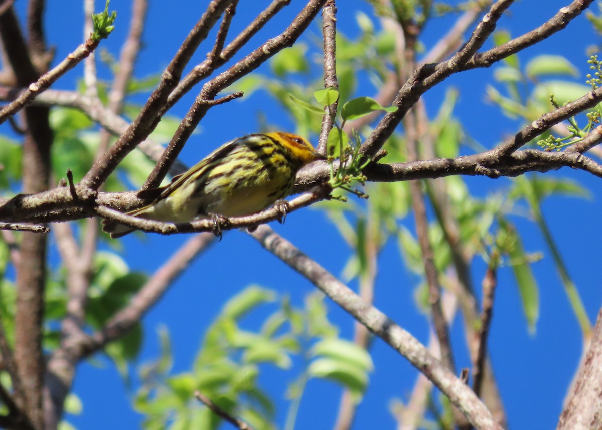 Cape May Warbler - ML617319435