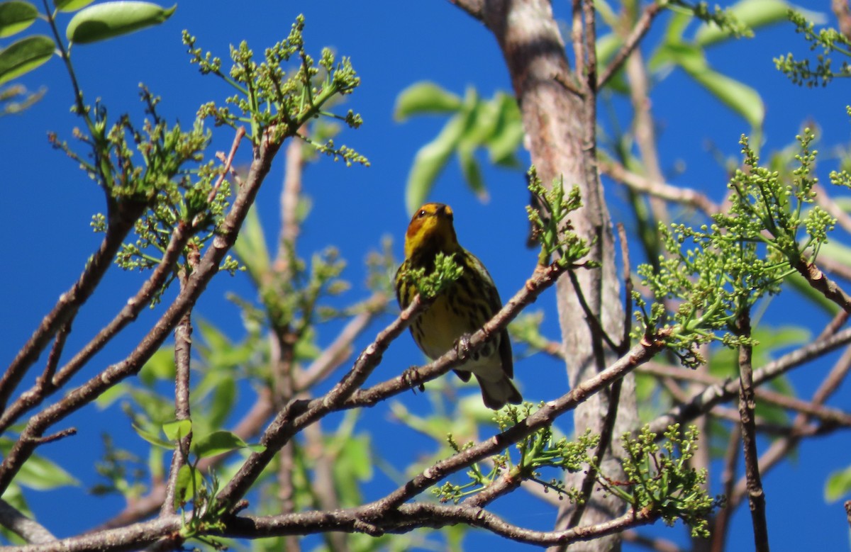 Cape May Warbler - ML617319436