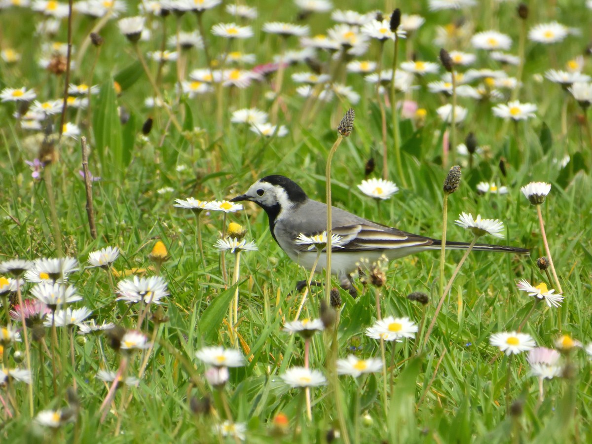 White Wagtail - Dennis op 't Roodt