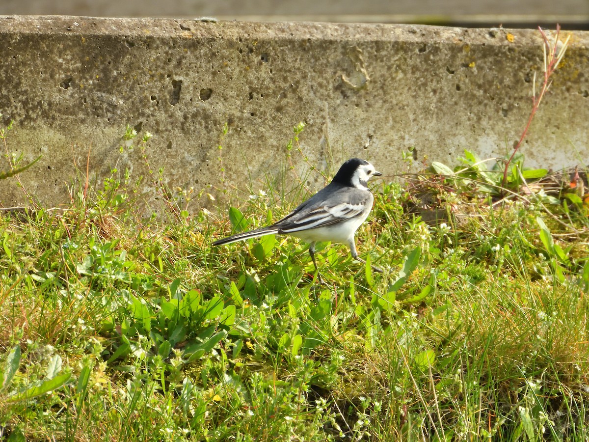 White Wagtail - Dennis op 't Roodt