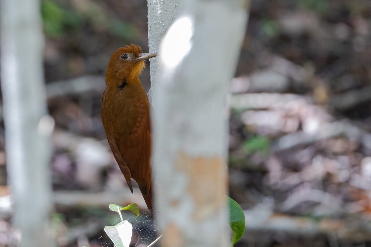 Ruddy Woodcreeper - ML617319447