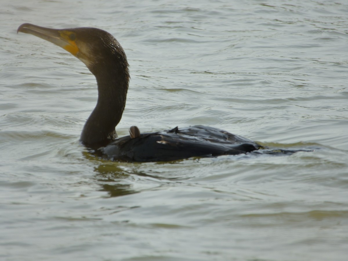 Great Cormorant - Dennis op 't Roodt