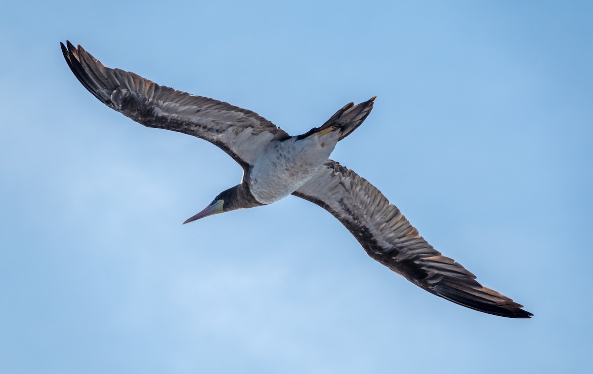 Brown Booby - ML617319455