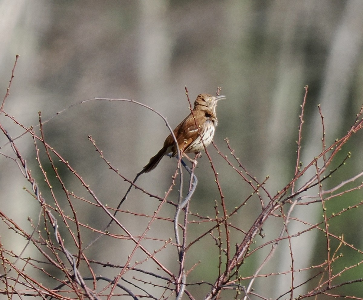 Brown Thrasher - ML617319459