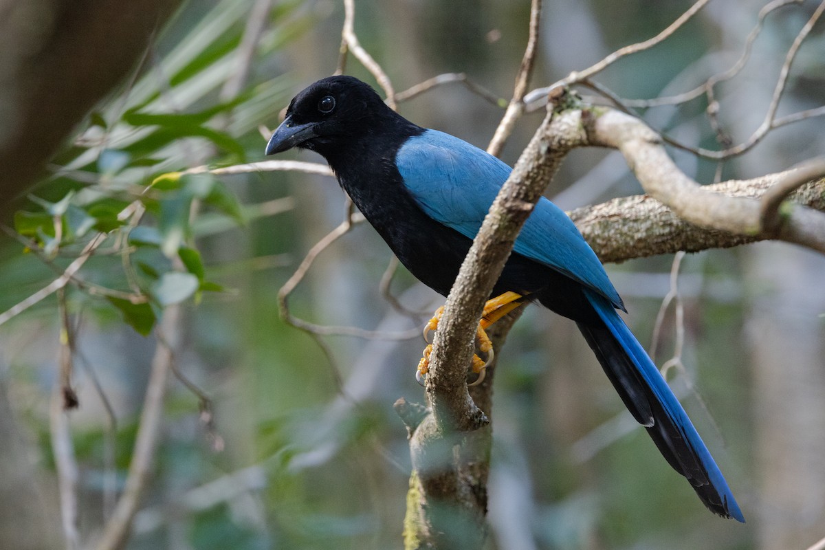 Yucatan Jay - ML617319462