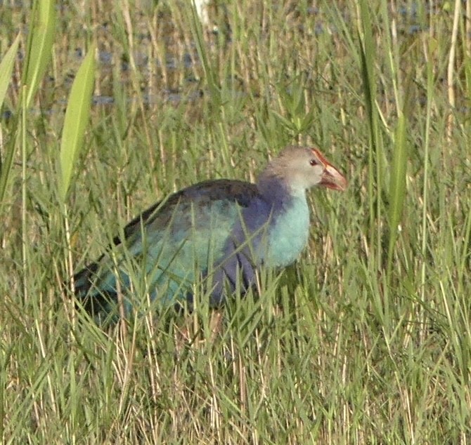 Gray-headed Swamphen - Harriet Bell