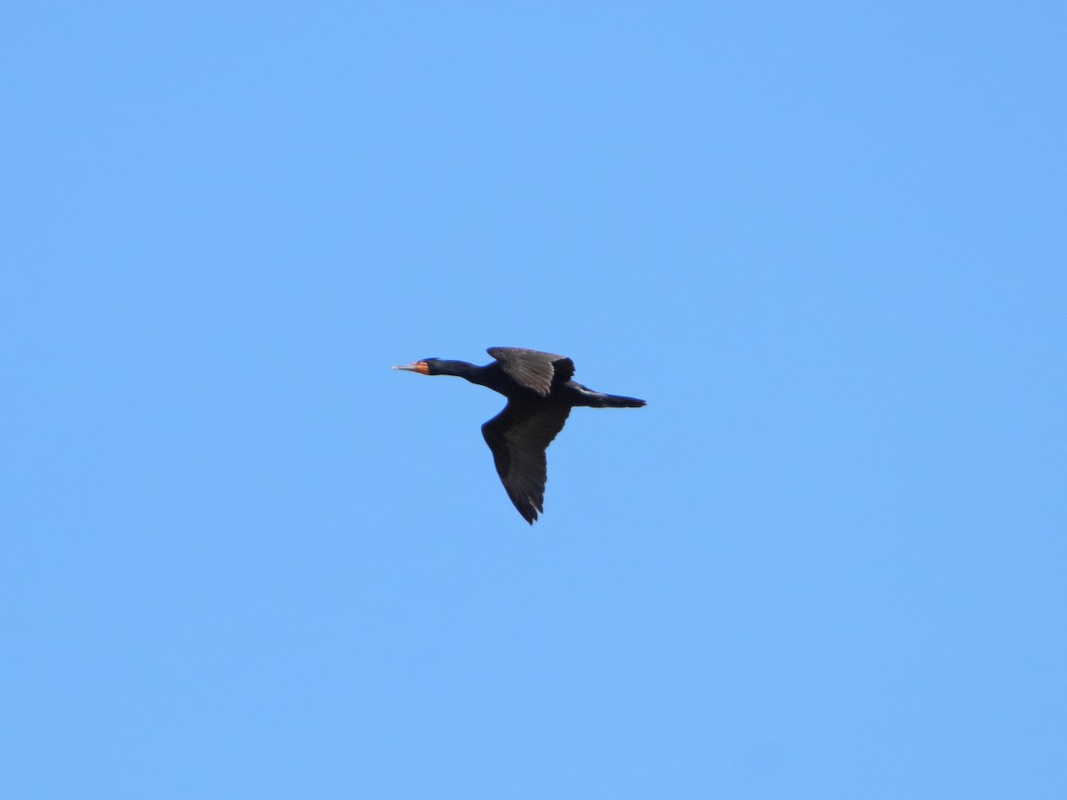 Double-crested Cormorant - ML617319480